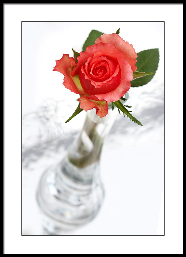 A rose for Mothering Sunday...