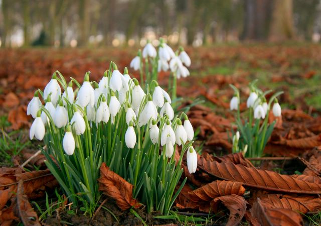 Snowdrops