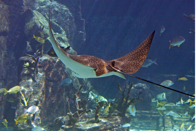 ripple leopard ray