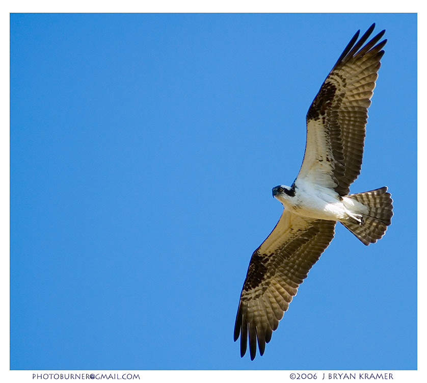 Osprey in flight