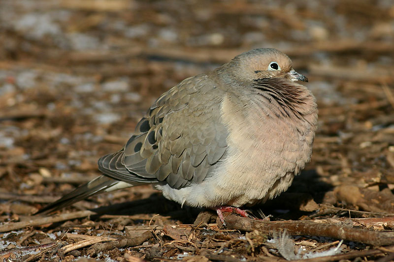 Mourning Dove