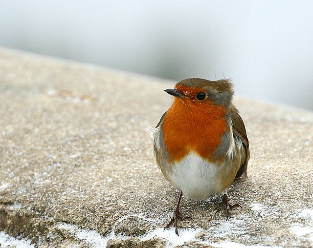 Robin