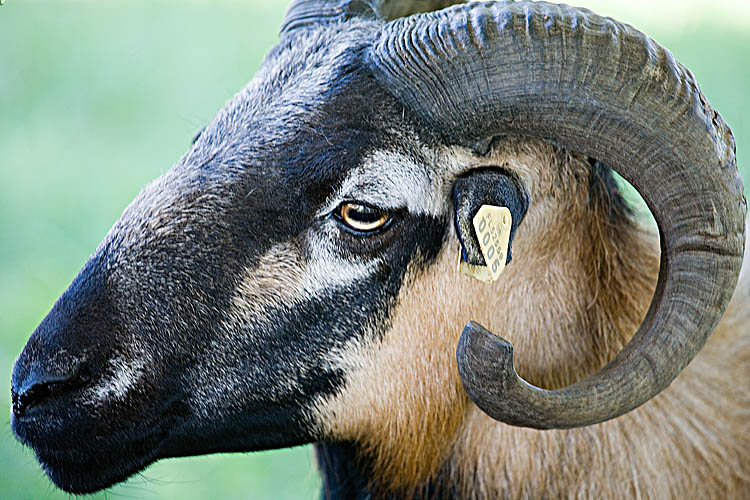 Rams Head