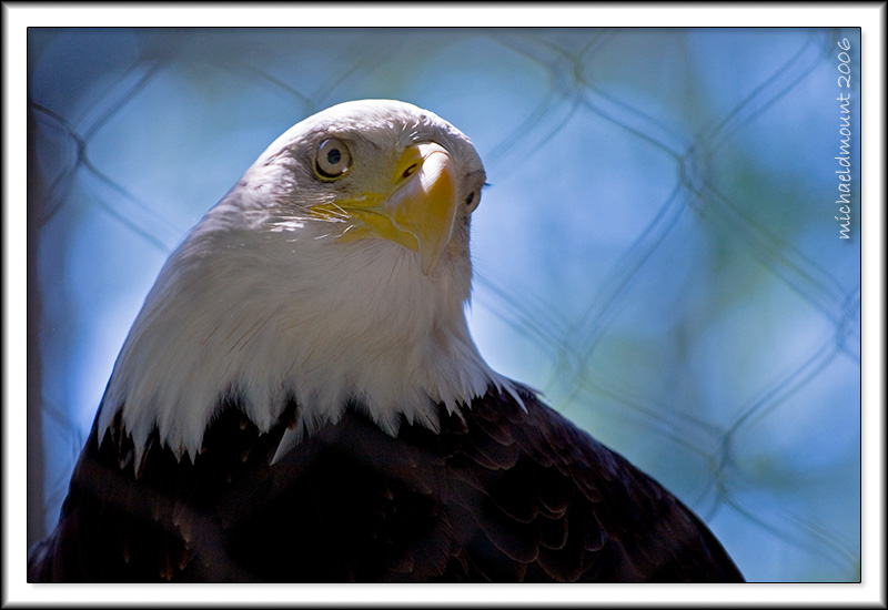 The illusion of freedom