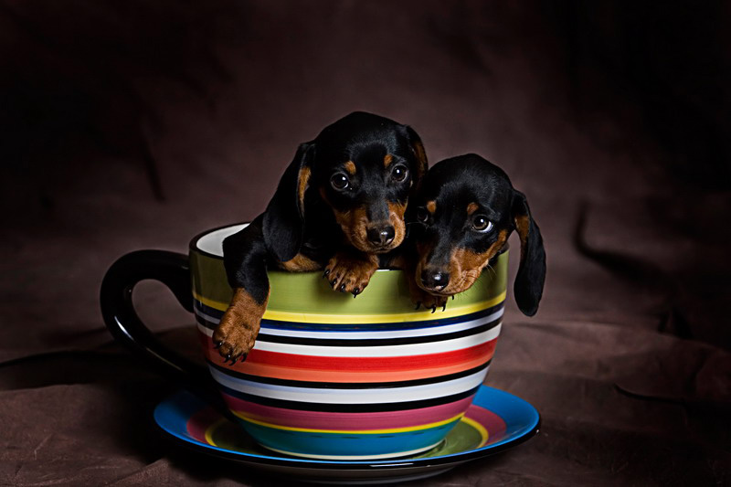Cup O Pups
