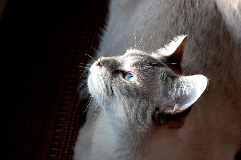 Minoux catching sunbeams