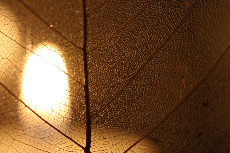 By Candlelight, I Am Vein
