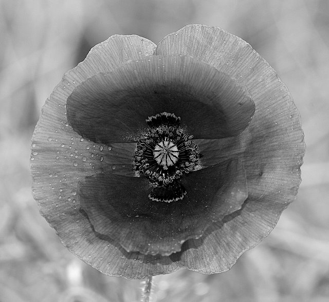 Mono Poppy