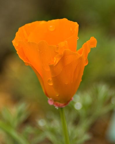 DSC_0039calpoppy.jpg