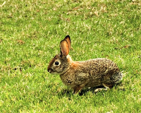 DSC_0016rabbitt.jpg