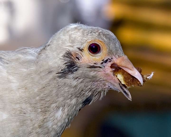 YOUNG PIDGEON WITH A CORN DOG