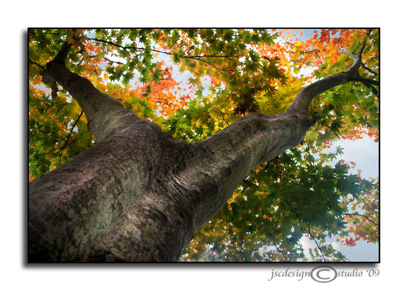 Under the Tree Dreaming<br>October 30