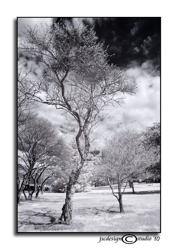 77 TITC:<br>Tiny & Tall Trees