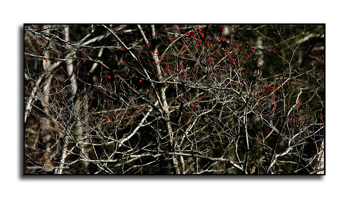 Dogwood Winter