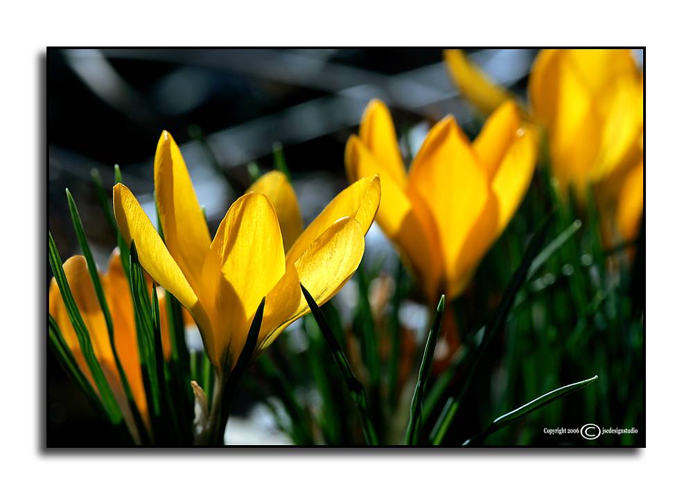 Crocus <p>February 22