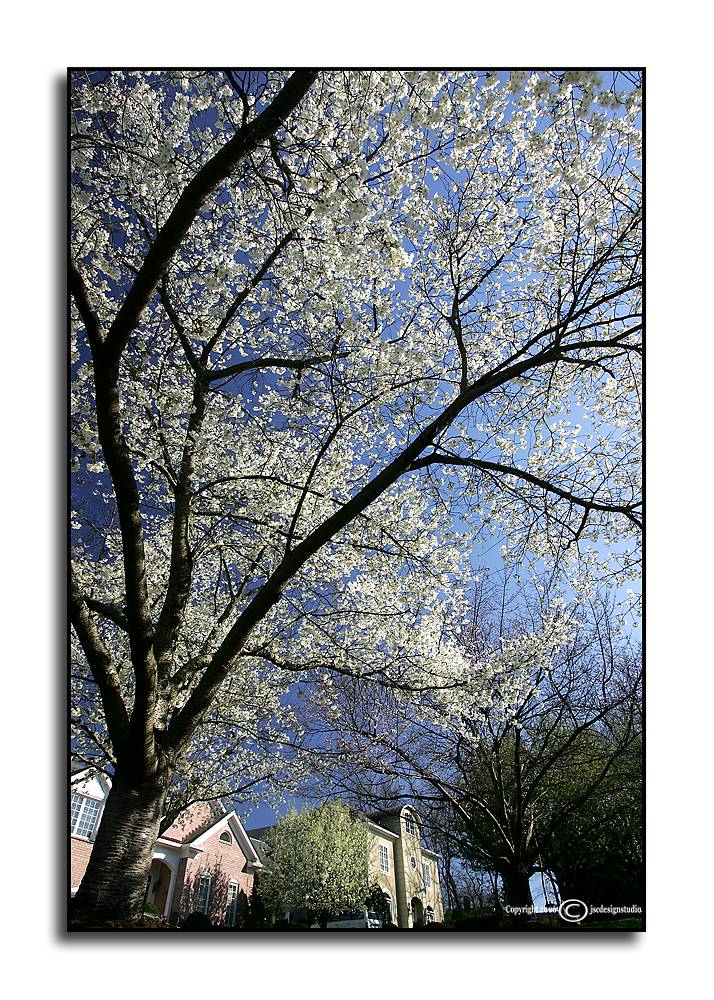 Spring Snow