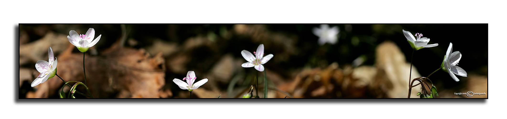 Macro Pano II<p>March 19
