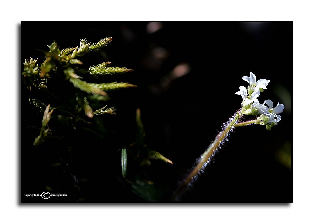 Saxifrage virginiensis
