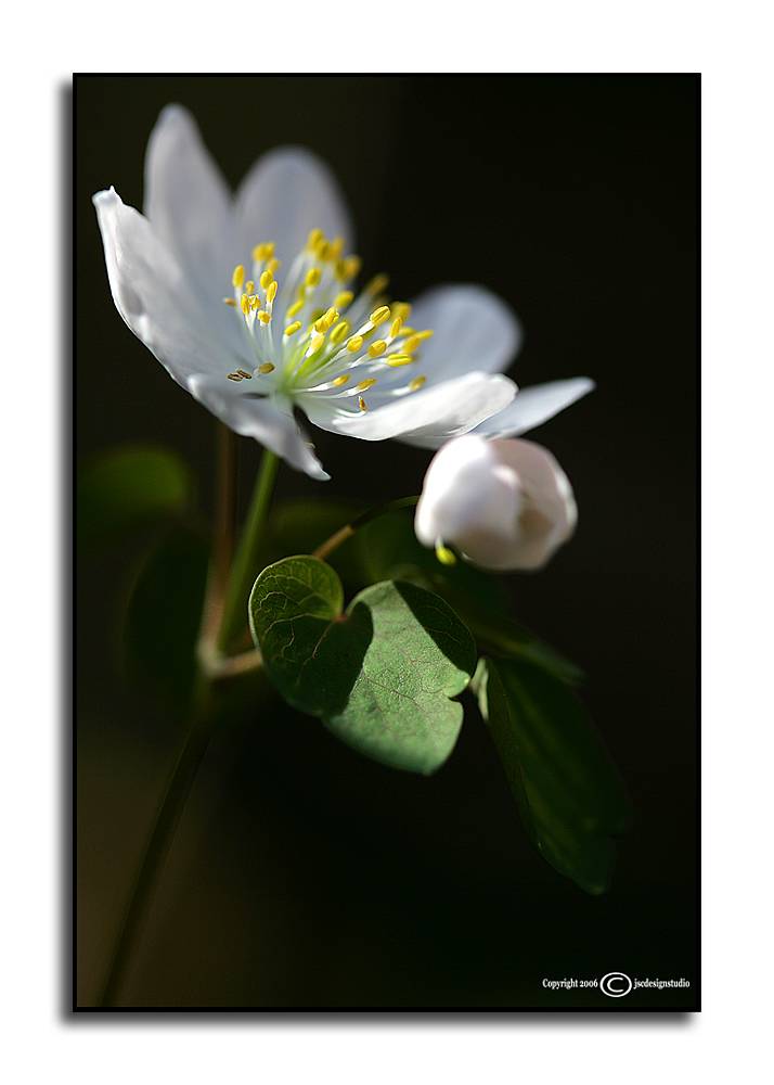 Thalictrun thalictroides
