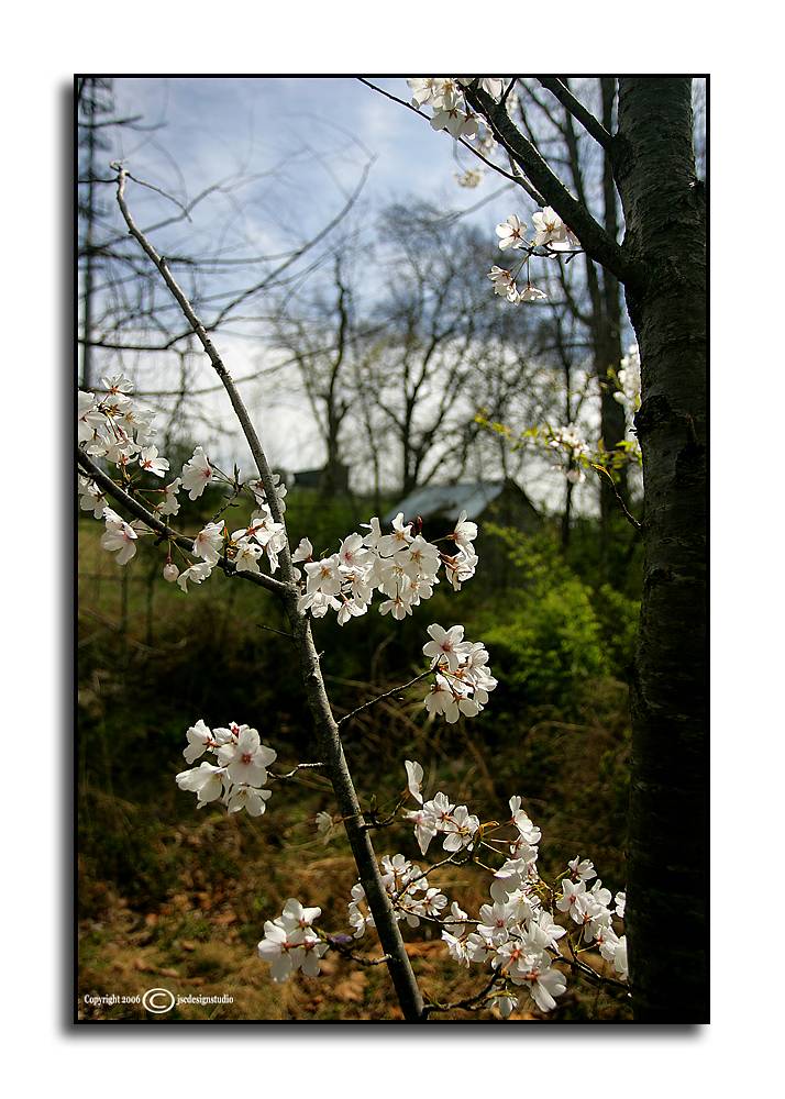 Spring at the Springhouse