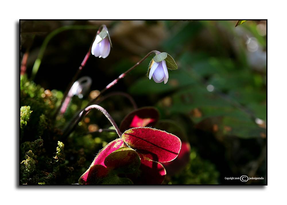 Hepatica americana <p>March 26