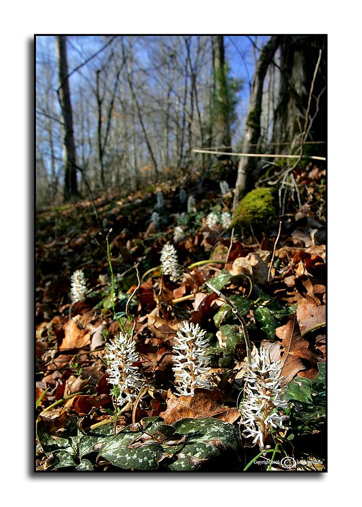 Pachysandra procumbens
