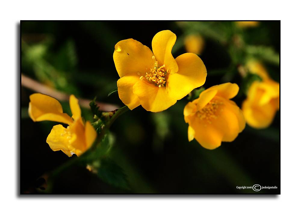 Kerria japonica <p>March 28