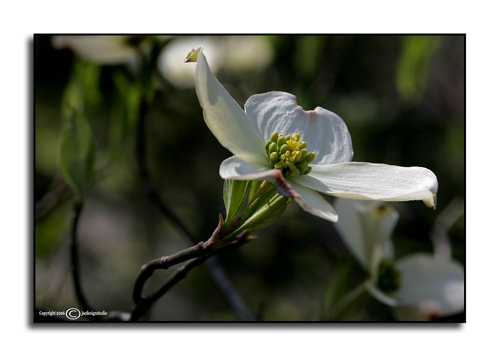 Cornus florida