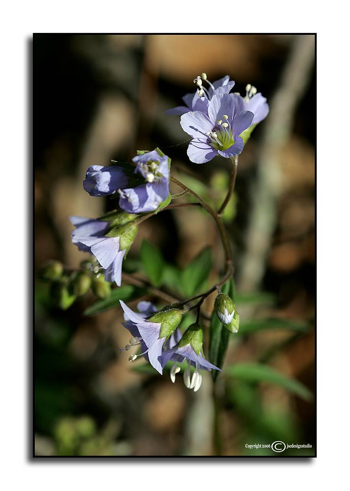 Polemonium reptans <p>April 10