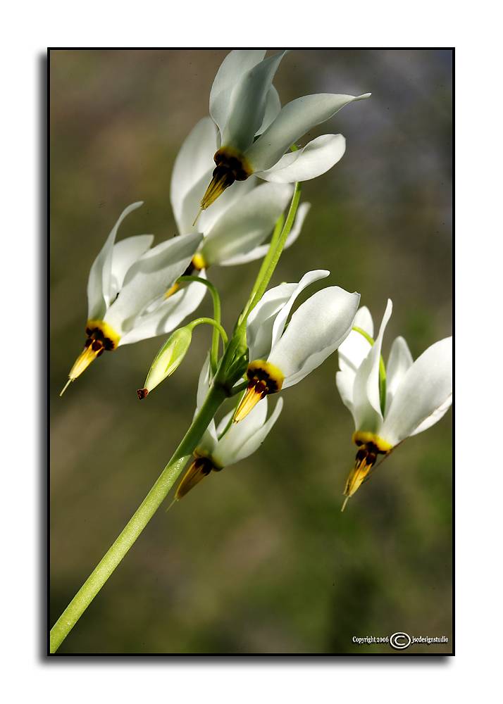 Dodecatheon meadia