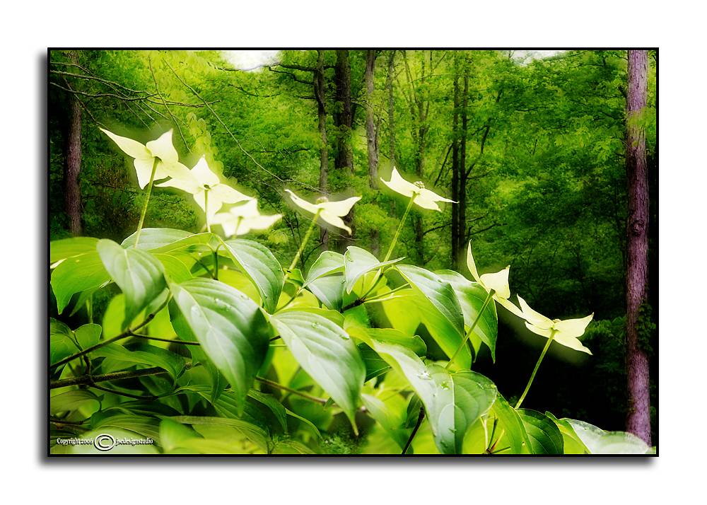 Kousa Dogwood