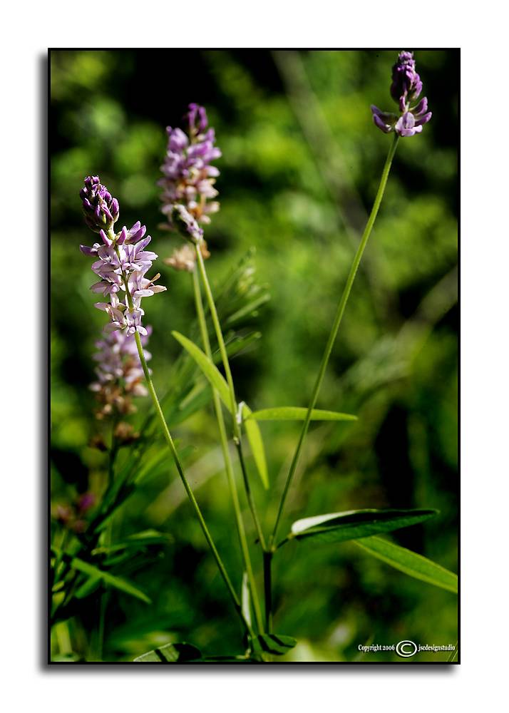 Sampsons Snakeroot