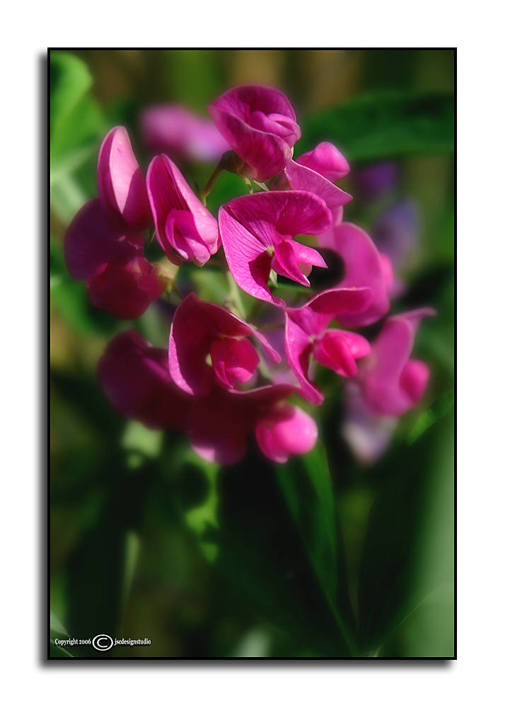 Everlasting Pea<p>May 23