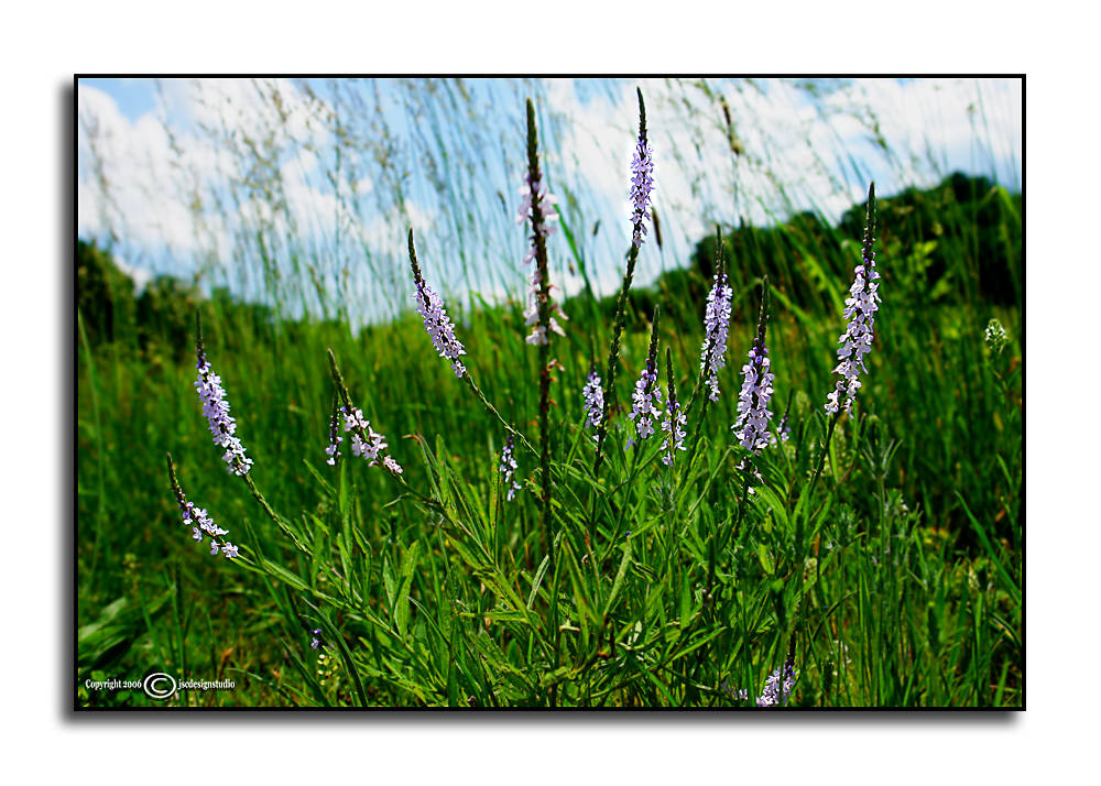 Wild Verbena<p>May 27
