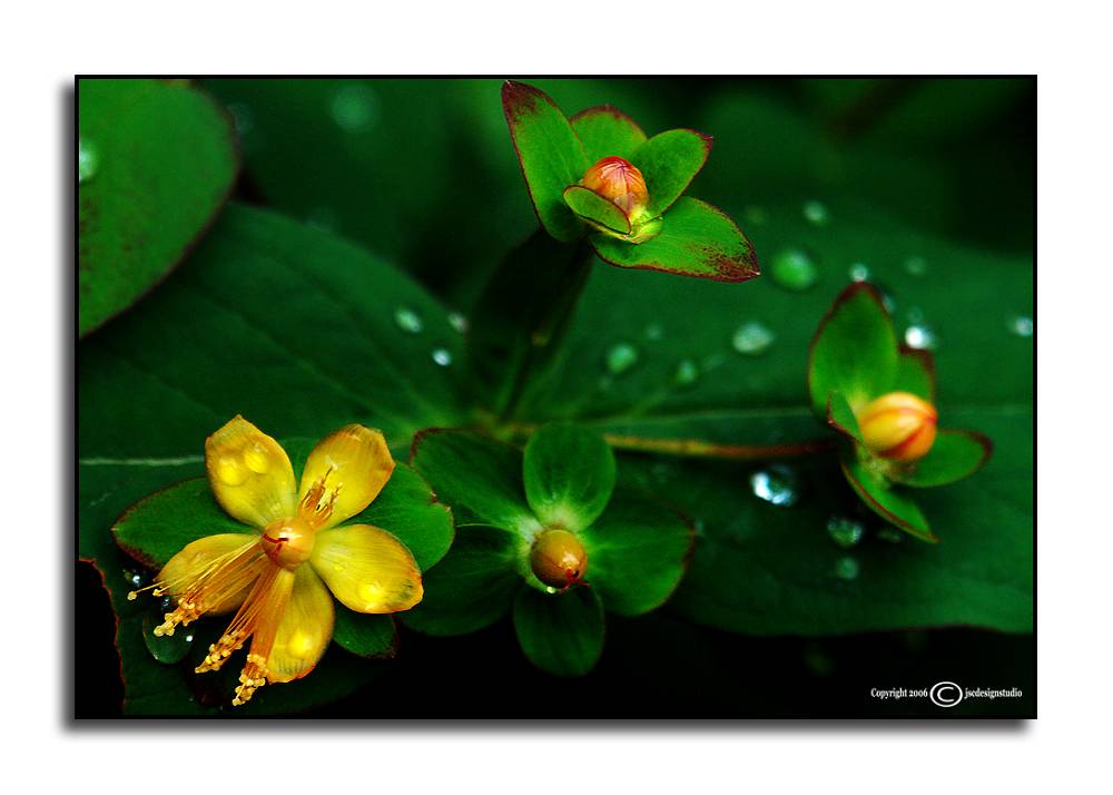 Hypericum<p>May 29