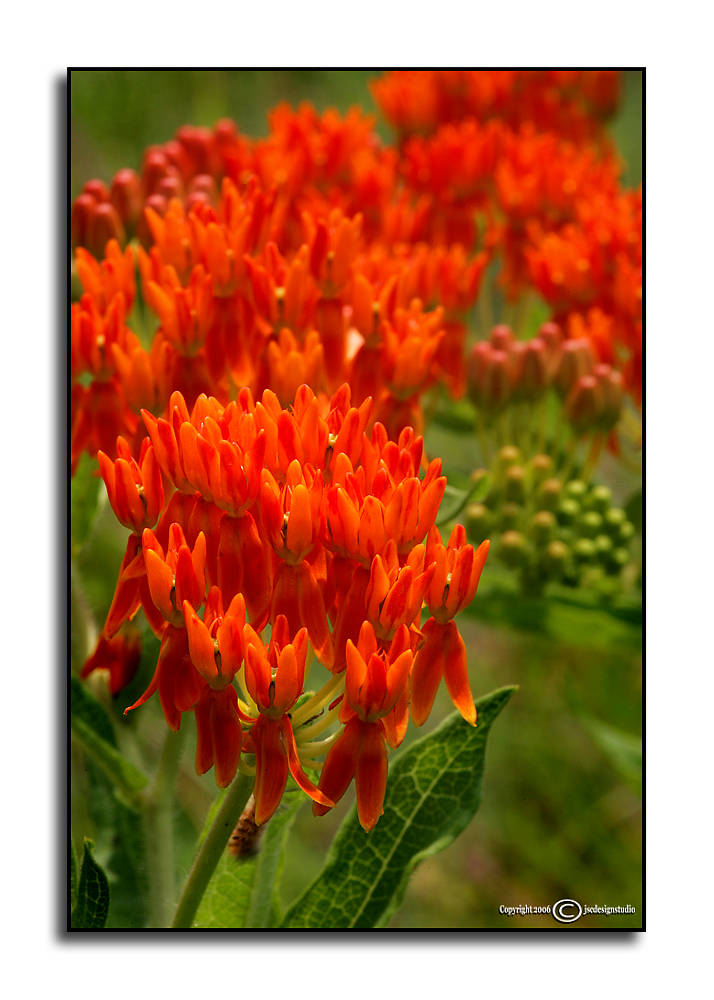 Asclepias tuberosa<p>May 31