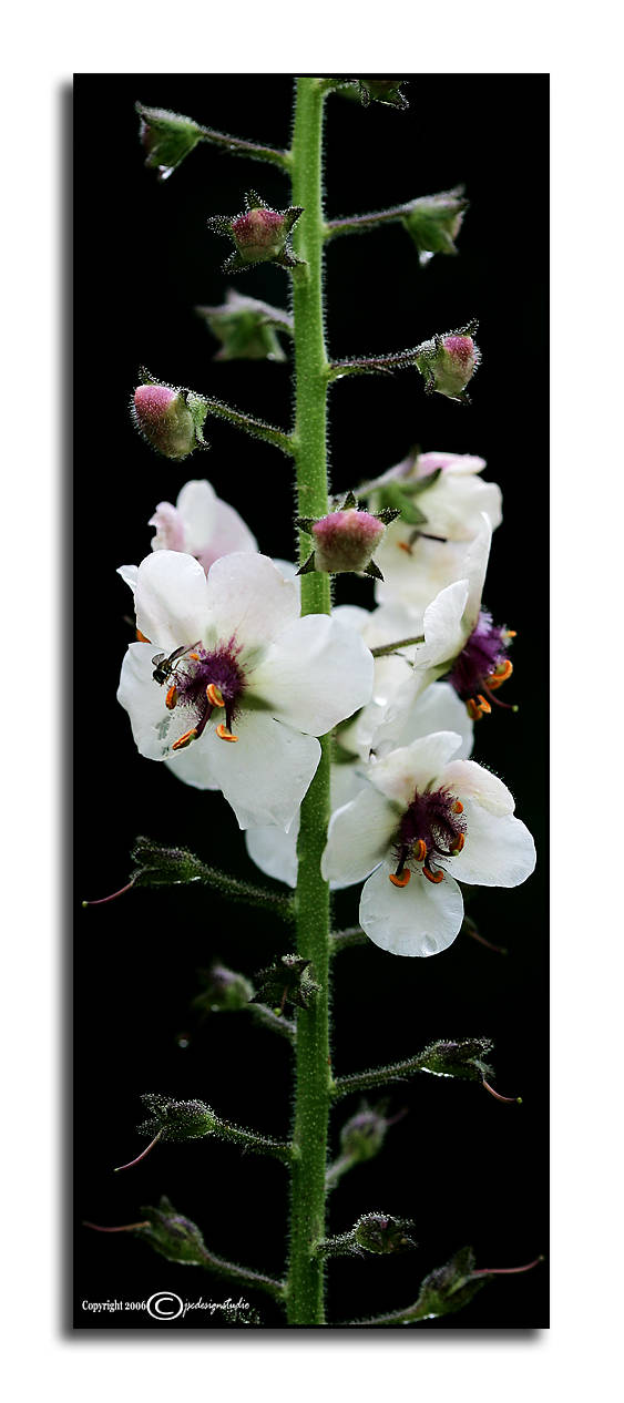 Verbascum blattaria