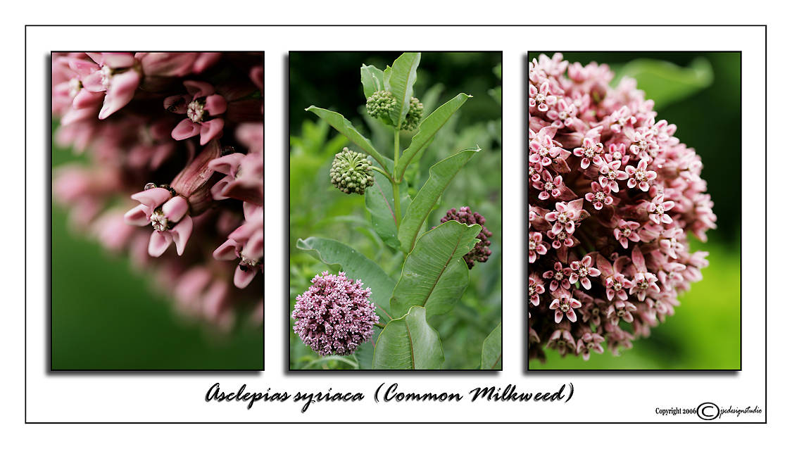 Asclepias syriaca<br>(<i>Common Milkweed</i>)