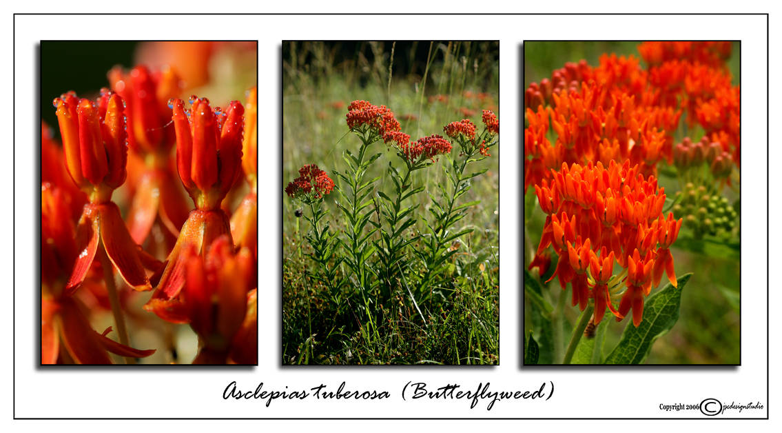 Aesclepias tuberosa<br>(<i>Butterflyweed</i>)