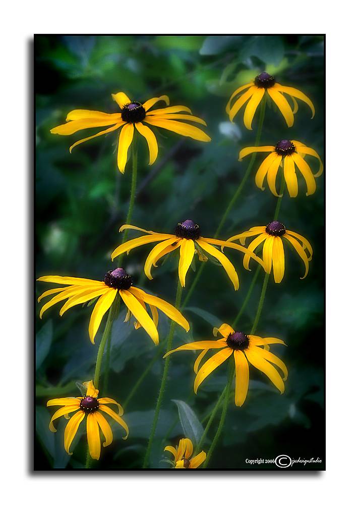 Rudbeckia