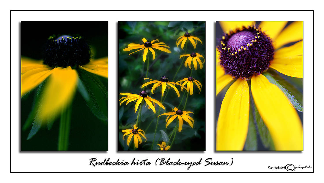 Rudbeckia hirta<br>(<i>Black-eyed Susan</i>)
