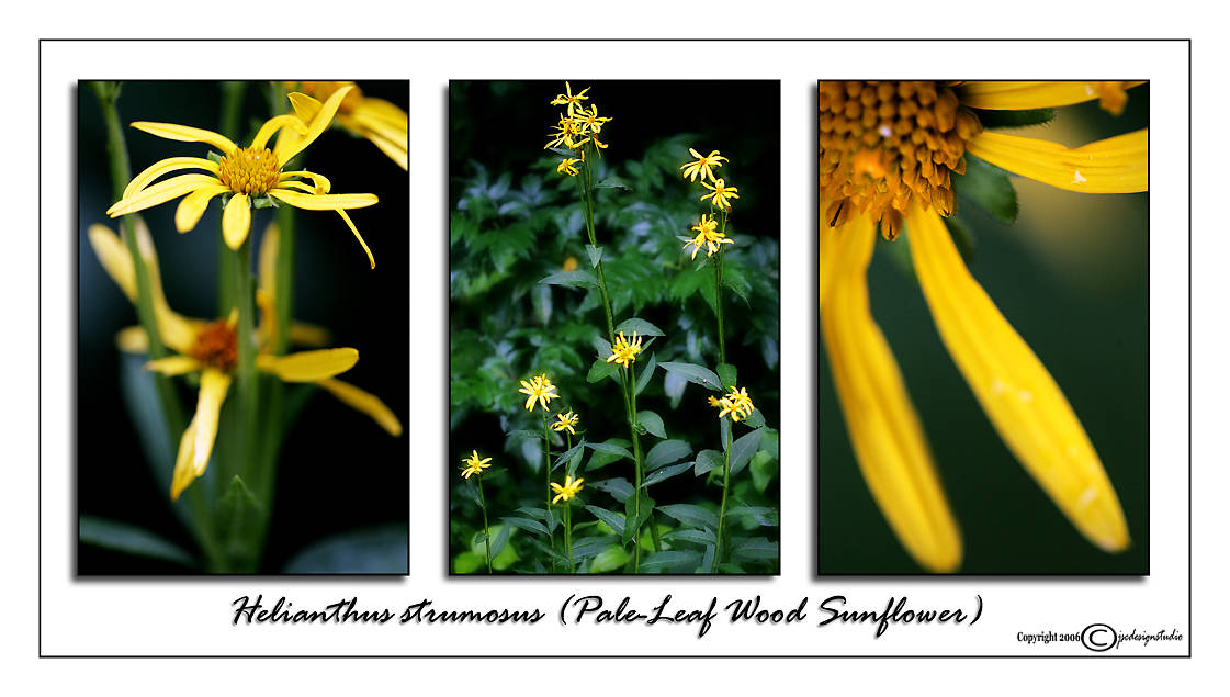 Helianthus strumosus<br>(<i>Pale-leaf Wood Sunflower</i>)