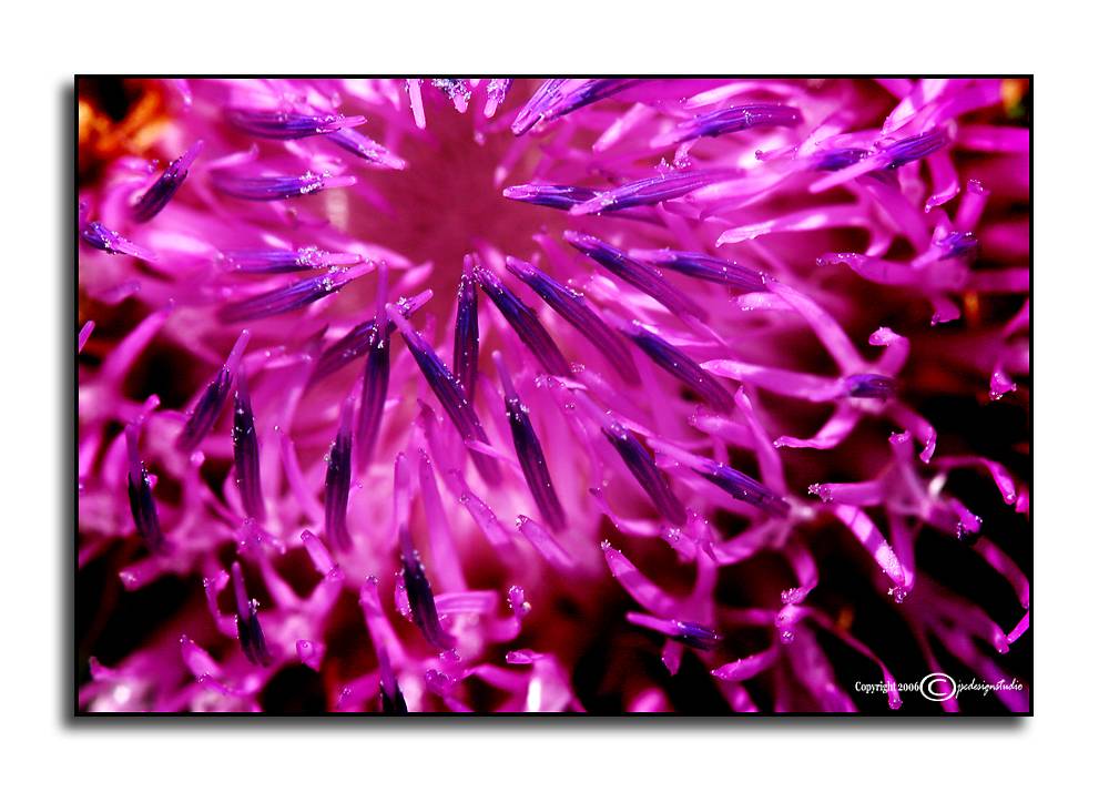 Pompon<p><i>Test Shot:</i> <font color=green>30D</font>