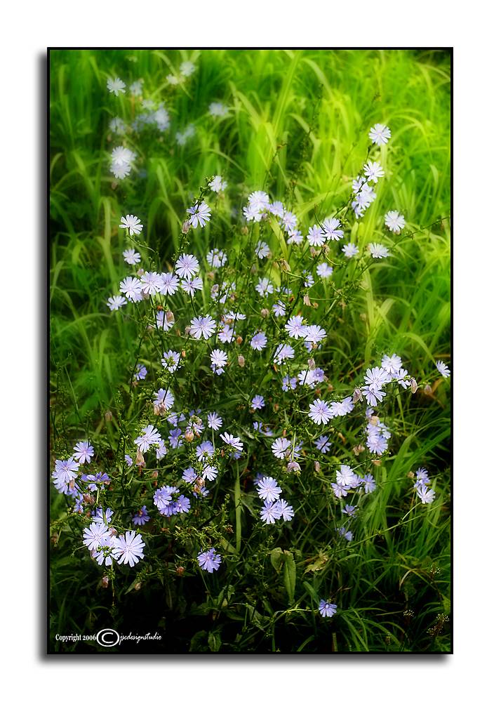 Chicory