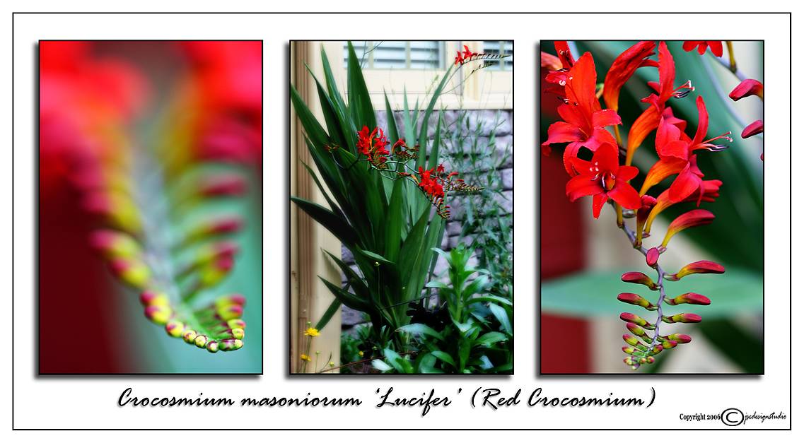 Crocosmia masoniorum Lucifer<br>(<i>Red Crocosmia</i>)