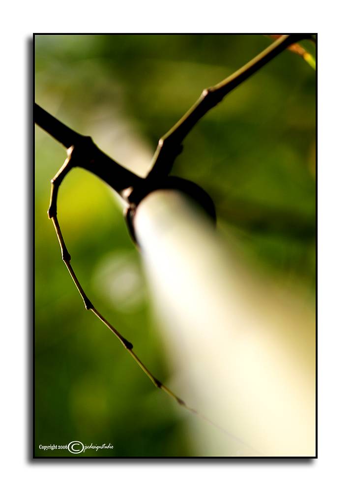 CHALLENGE: <i>Look Up</i><p>Branching Out<p>June 22