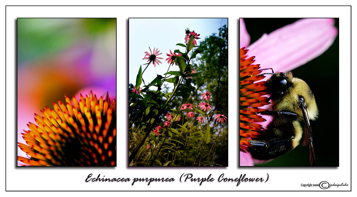 Echinacea purpurea<br>(<i>Purple Coneflower</i>)