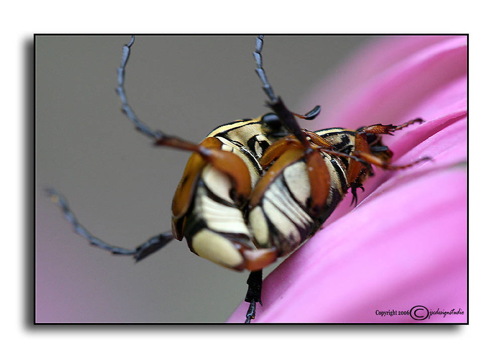 Love Bugs :)
