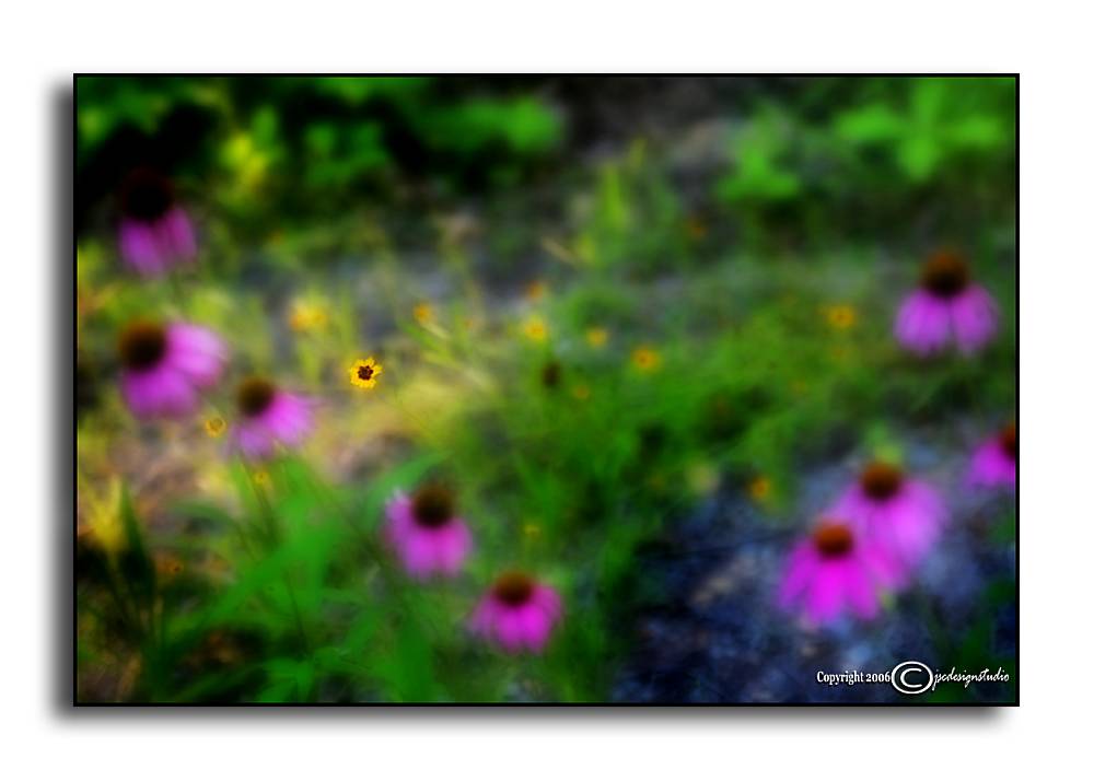 Spot Light<p>June 25