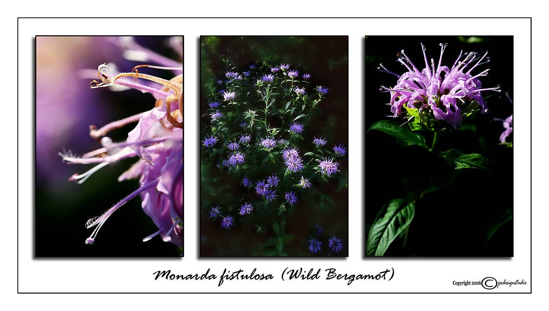 Monarda fistulosa<br>(<i>Wild Bergamot</i>)<br>July 6